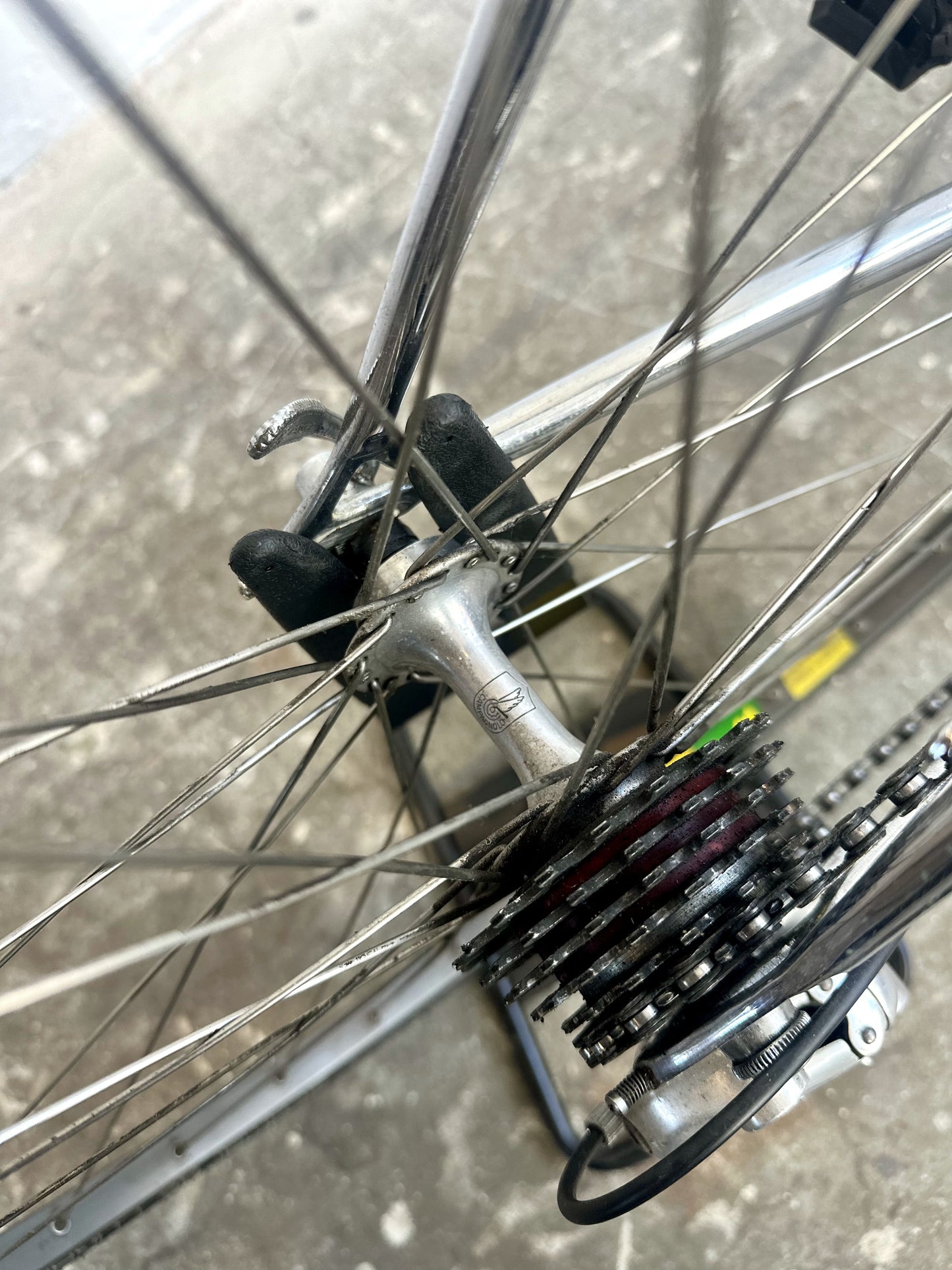 Concorde Gavina 54cm