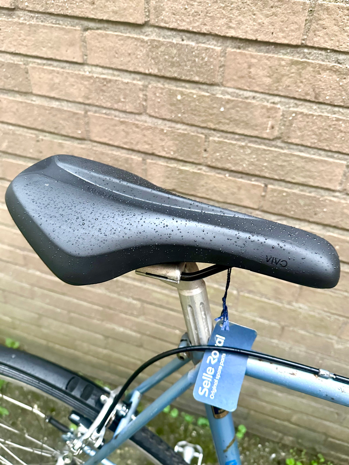 Gazelle Trim Trophy 60cm