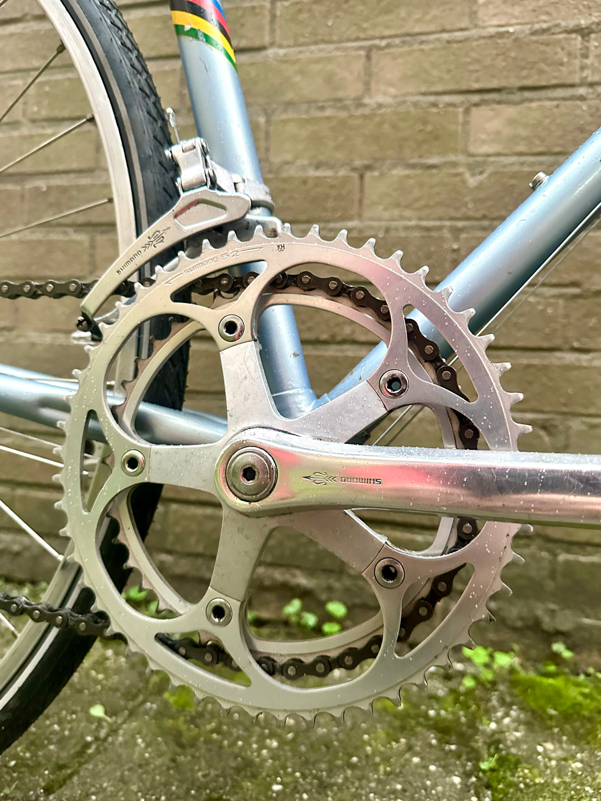 Gazelle Trim Trophy 60cm
