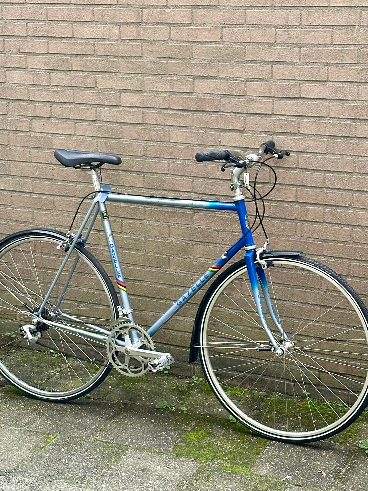 Gazelle Trim Trophy 60cm