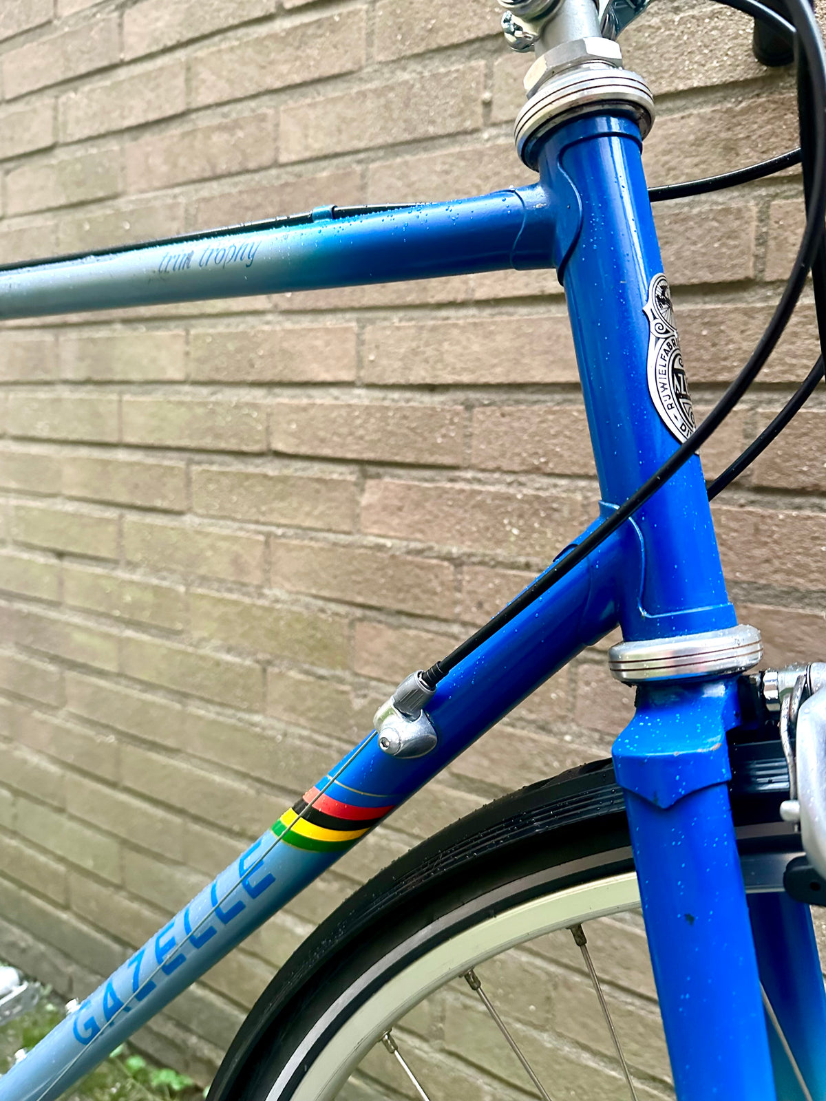 Gazelle Trim Trophy 60cm