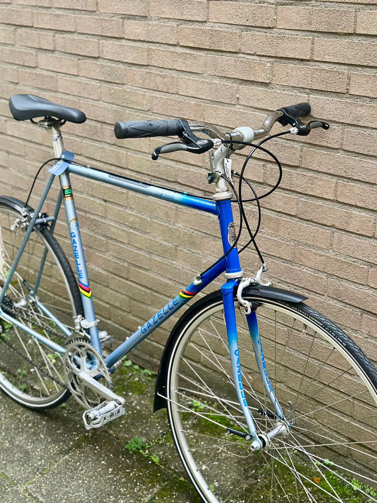 Gazelle Trim Trophy 60cm