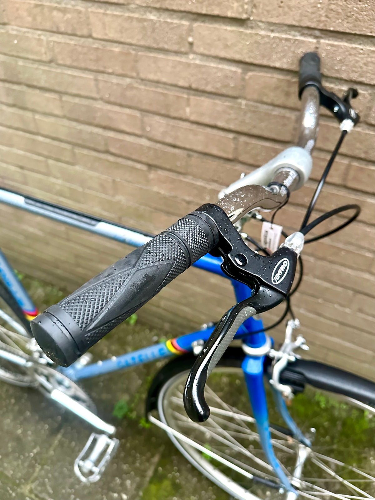 Gazelle Trim Trophy 60cm