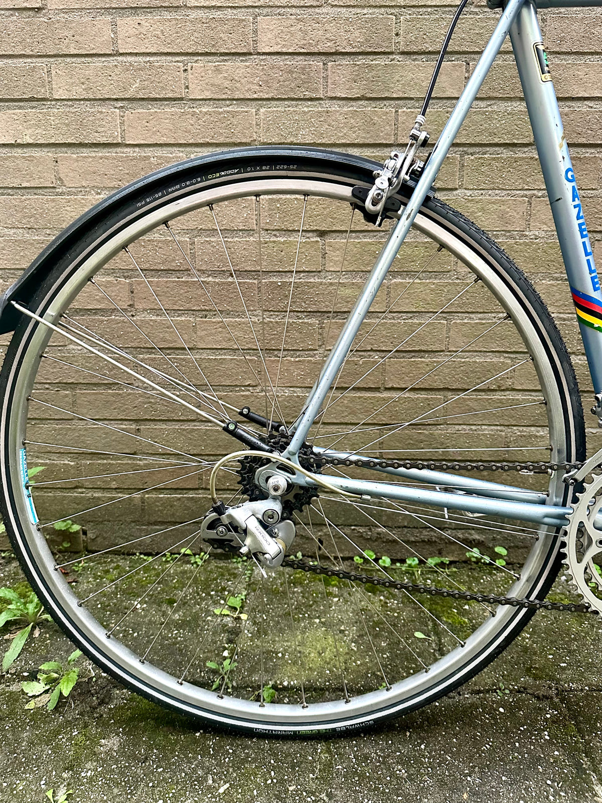 Gazelle Trim Trophy 60cm